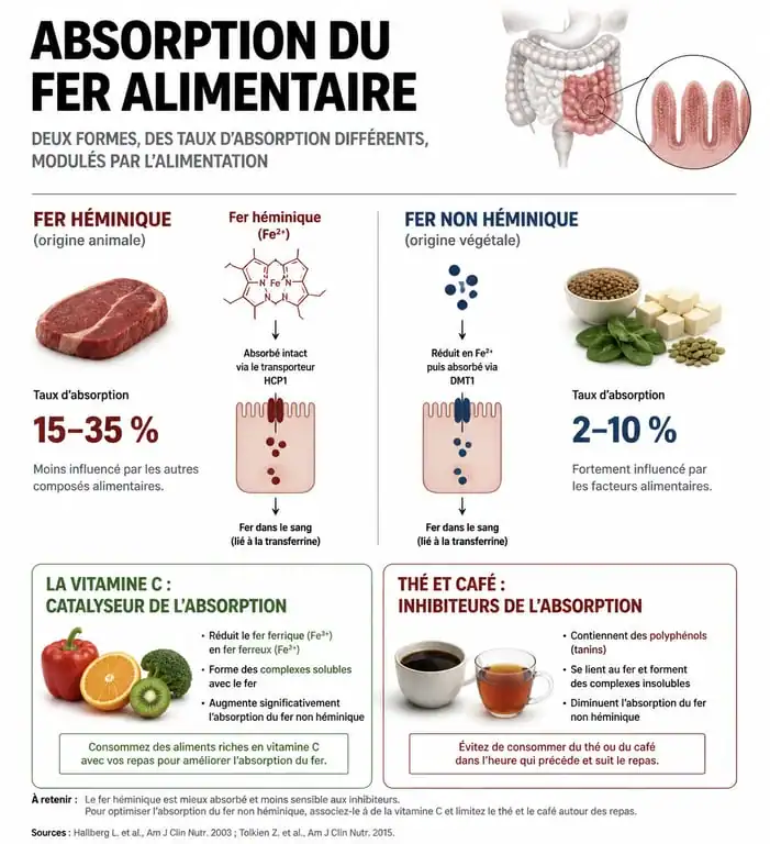 Infographie sur l'absorption du fer alimentaire et les aliments riches en fer pour prévenir l'anémie