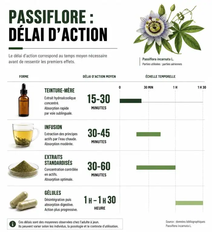Infographie sur le délai d'action de la passiflore selon la forme galénique pour comprendre en combien de temps la passiflore fait effet