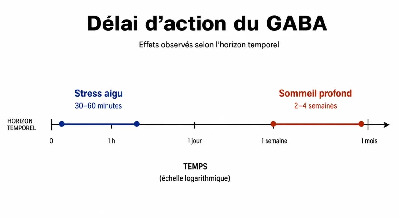 Infographie illustrant le délai d'action du GABA sur le stress et le sommeil