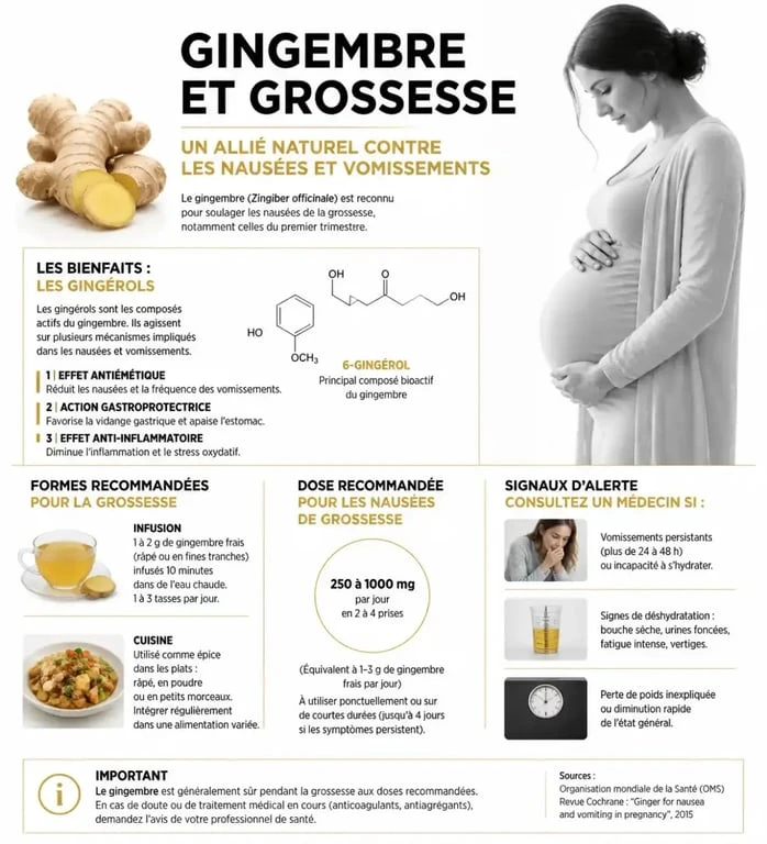 Infographie sur les bienfaits et précautions du gingembre pendant la grossesse pour soulager les nausées.